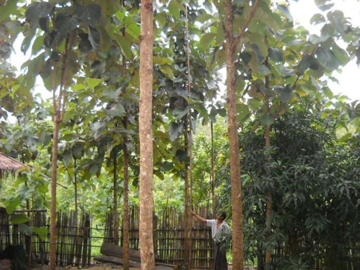 Teak study planted forest says similar natural quality has trc Teak study planted forest says similar natural quality has trc
